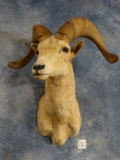 Desert Bighorn Sheep Shoulder Mount Taxidermy