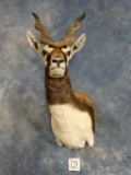 Beautiful Blackbuck Antelope Shoulder Mount Taxidermy