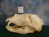 Asian Brown Bear Skull Taxidermy Mount