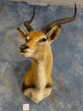 African Kafue Flats Lechwe Shoulder Mount Taxidermy