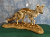 East African Silver Back Jackal Full Body Mount Taxidermy