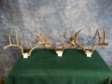 Three Medium size Whitetail Deer Racks Taxidermy (3x $ )