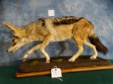 South African Black Back Jackal Full Body Mount Taxidermy