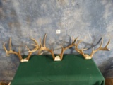 Three Large Whitetail Deer Racks Taxidermy ( 3 x $ )
