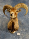 Beautiful I ranian Red Sheep Shoulder Mount Taxidermy