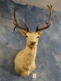 Fallow Deer Shoulder Mount Taxidermy