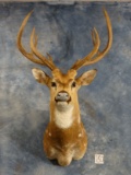 Axis Deer Shoulder Mount Taxidermy