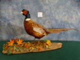 Brand New! Ringneck Pheasant Bird Mount Taxidermy