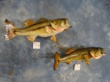Pair of Largemouth Bass Taxidermy Fish Mounts (2 x $)