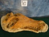 Prehistoric Miocene Epoch Crocodile Skull in Matrix Fossil