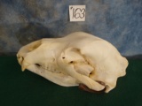 Boone & Crockett Grizzly Bear Skull Taxidermy