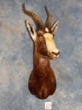 African Common Blesbuck Antelope Shoulder Mount Taxidermy