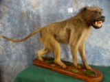 Cool African Chacma Baboon Full Body Mount Taxidermy