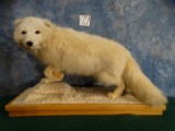 Spectacular Arctic Fox Full Body Mount Taxidermy