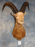 Awesome Alpine Ibex Shoulder Mount