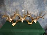 Five Nice Texas Whitetail Deer Racks on the Skullplate Taxidermy Mount Antlers