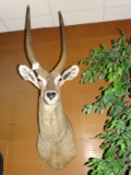 Beautiful Common Waterbuck Shoulder Mount Taxidermy