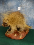 Brand New! Porcupine Full Body Mount Taxidermy