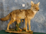 Brand New! Texas Coyote Full Body Mount Taxidermy