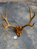 Large Mule Deer Rack on Plaque Taxidermy Antlers