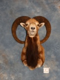 Beautiful Armenian Mouflon Sheep Ram Shoulder Mount Taxidermy