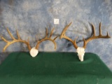 Two South Texas Whitetail Deer Racks Taxidermy Antlers ( 2 x $ )
