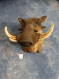 Outstanding African Warthog Boar Shoulder Mount Taxidermy