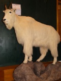 Boone & Crockett Mountain Goat Shoulder Mount Taxidermy