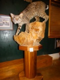 Spectacular AAA Bobcat Full Body Floor Pedestal Mount Taxidermy