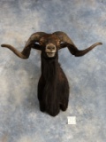 Beautiful Black Hawaiian Sheep Shoulder Mount Taxidermy