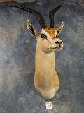 Gorgeous African Roberts Gazelle Shoulder Mount Taxidermy