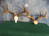 Two Whitetail Deer Rack Taxidermy Antlers ( 2 x $)