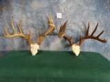 Two Very Nice South Texas Whitetail Deer Racks Taxidermy Antlers ( 2 x $ )