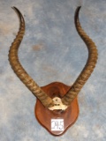 Record Book! African Nile Horns mounted on a Plaque Taxidermy TEXAS RESIDENTS ONLY!!