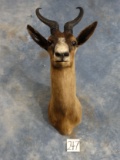 Pretty African Black Springbuck Gazelle Shoulder Mount Taxidermy