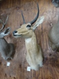 Nice African Common Reedbuck Shoulder Mount Taxidermy