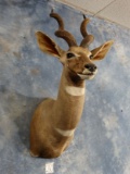 Gorgeous African Lesser Kudu Taxidermy Antelope Shoulder Mount