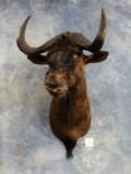 Cool African Black Wildebeest Shoulder Mount Taxidermy