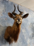 Gorgeous African Southern Nyala Shoulder Mount Taxidermy