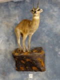 Pretty African Klipspringer Pygmy Antelope Full Body Mount Taxidermy