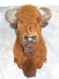 American Bison Shoulder Mount Taxidermy