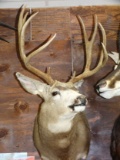 Beautiful New Mexico Mule Deer Buck Shoulder Mount Taxidermy