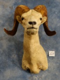 Desert Bighorn Sheep Taxidermy Ram Shoulder Mount Taxidermy