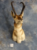 AA+ Pronghorn Antelope Shoulder Mount Taxidermy