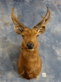 Super Cool Sambar Deer Shoulder Mount Taxidermy **TEXAS RESIDENTS ONLY**