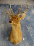 Beautiful Barasingha Shoulder Mount Taxidermy **TEXAS RESIDENTS ONLY**