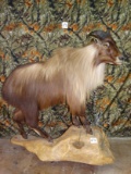 Beautiful Himalayan Tahr Full Body Mount Taxidermy