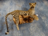 Spectacular African Leopard Full Body Mount Taxidermy **TEXAS RESIDENTS ONLY**