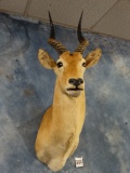 # 5 All Time African Puku Antelope Shoulder Mount Taxidermy