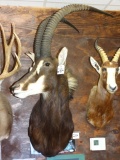 Gorgeous African Sable Shoulder Mount Taxidermy